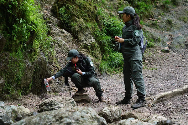 Sichuan Daxiangling Giant Panda Field Training and Release Base: Return Giant Pandas to Nature_fororder_图片 2