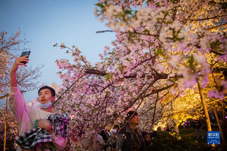 湖北武汉：樱花绽放醉游人