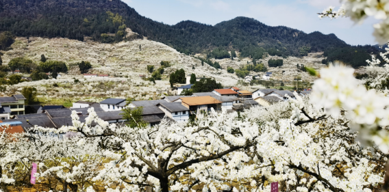 【原创】重庆渝北邀广大市民前来赏春日“雪景” 邂逅粉色浪漫_fororder_4