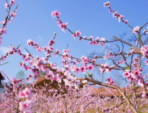 【原创】重庆渝北邀广大市民前来赏春日“雪景” 邂逅粉色浪漫_fororder_5