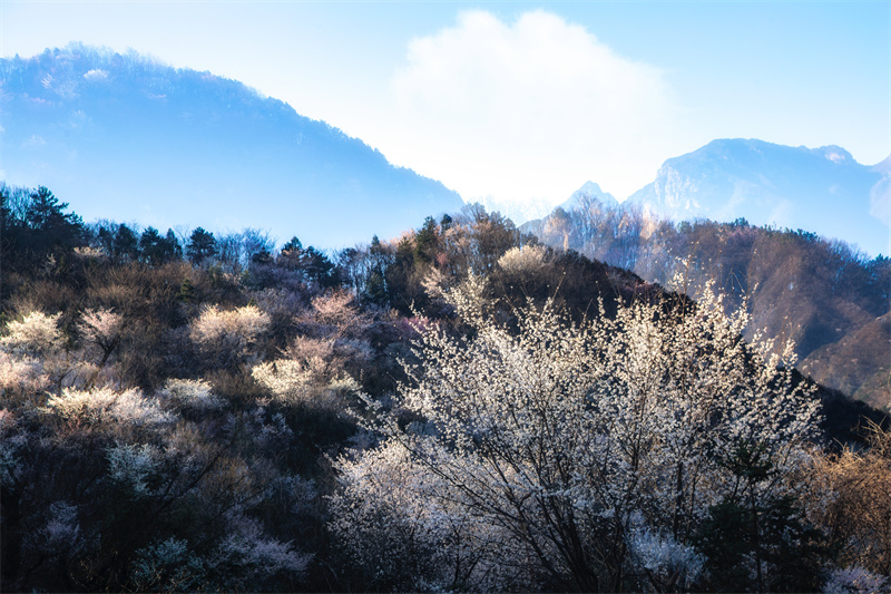 【春日“豫”新景】信阳商城：山花烂漫迎春来_fororder_山樱花盛开，满树绚烂。 余敦梅 摄 - 复件(1)