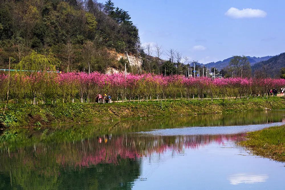 【多彩贵州•花漾中国】贵州遵义：“春日寻芳”踏青赏花好去处_fororder_微信图片_20230315115152