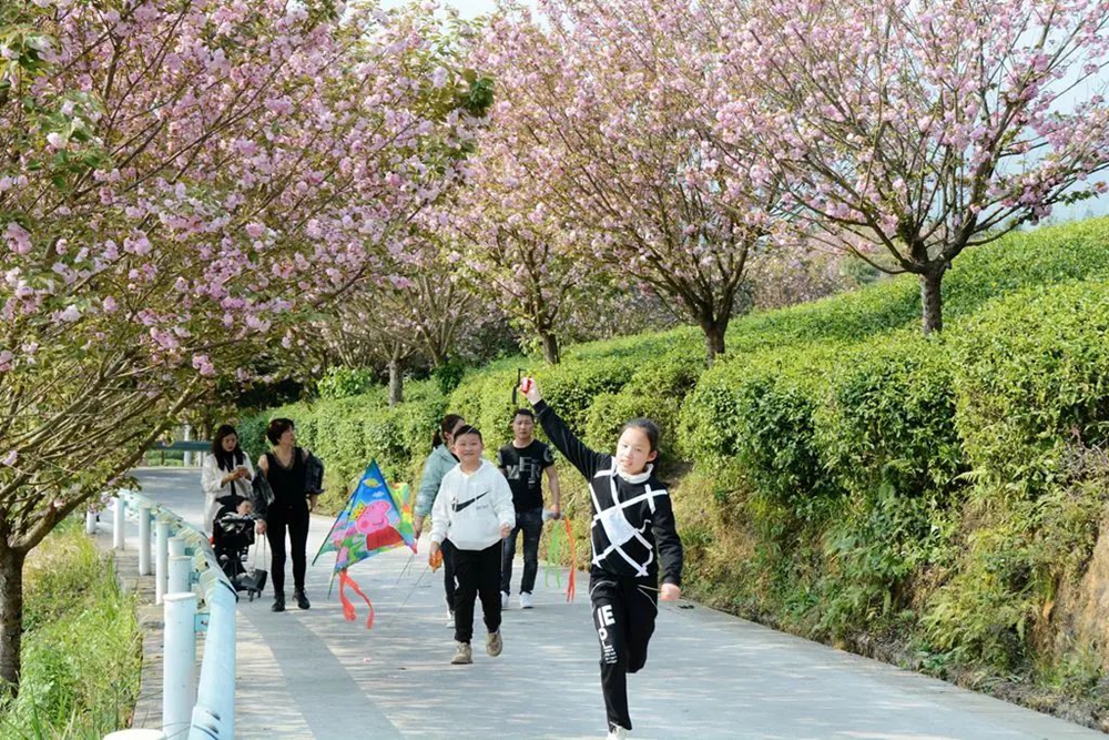 【多彩贵州•花漾中国】贵州遵义：“春日寻芳”踏青赏花好去处_fororder_微信图片_20230315115256