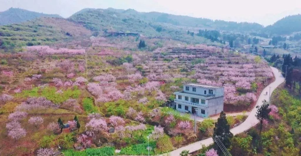 【多彩贵州•花漾中国】贵州遵义：“春日寻芳”踏青赏花好去处_fororder_微信图片_20230315115313