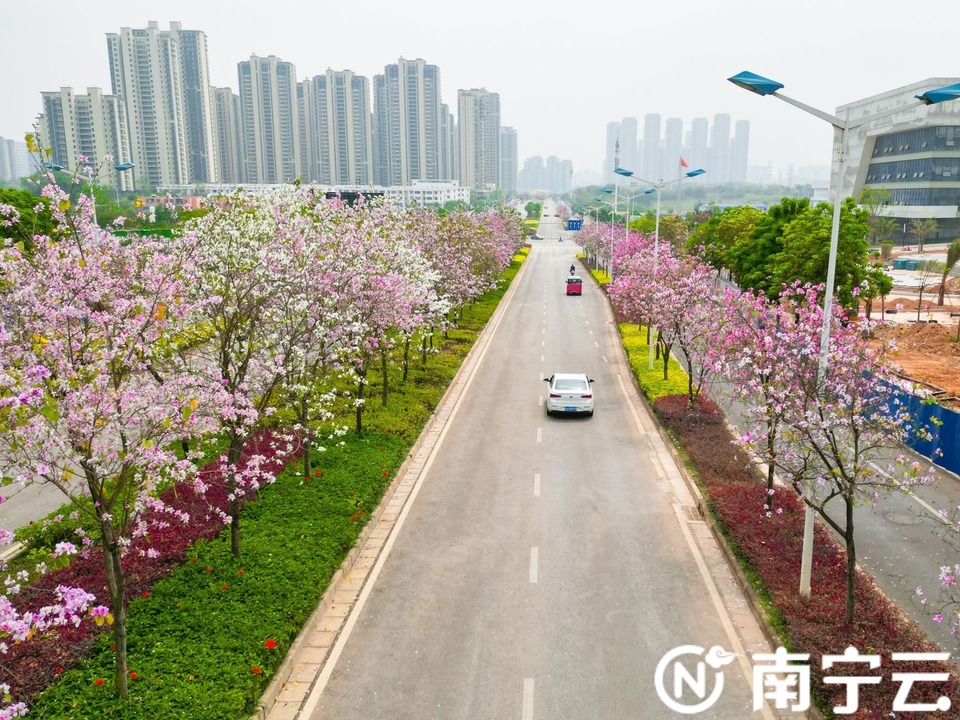 南宁：紫荆花开春色美 浪漫“花路”惹人醉