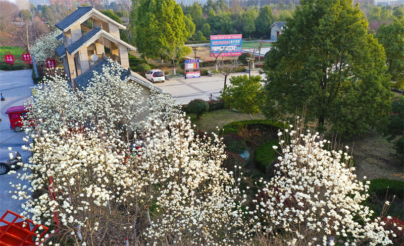 【原创】【春日“豫”新景】驻马店正阳：高枝玉兰次弟开 色若白云美似仙_fororder_正阳公园大门白玉兰花开 高万宝 摄