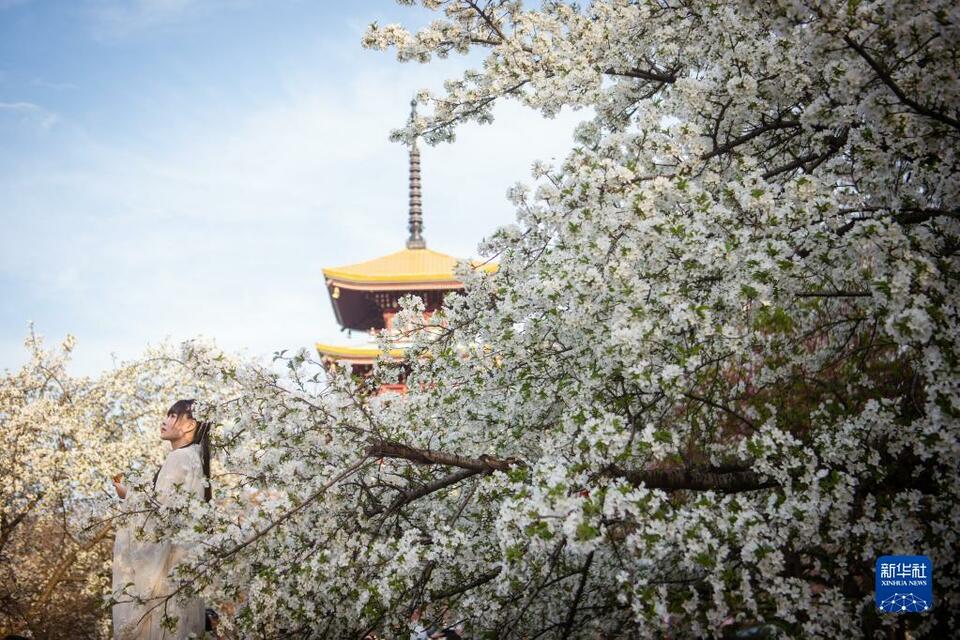 湖北武汉：樱花绽放醉游人