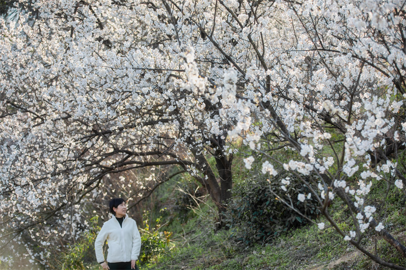 【春日“豫”新景】信阳商城：山花烂漫迎春来_fororder_双椿铺镇的拦马冲樱花，引来游客观赏。余敦梅 摄 - 复件(1)