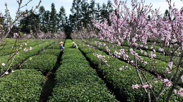 广西：春暖茶香　绿意盎然