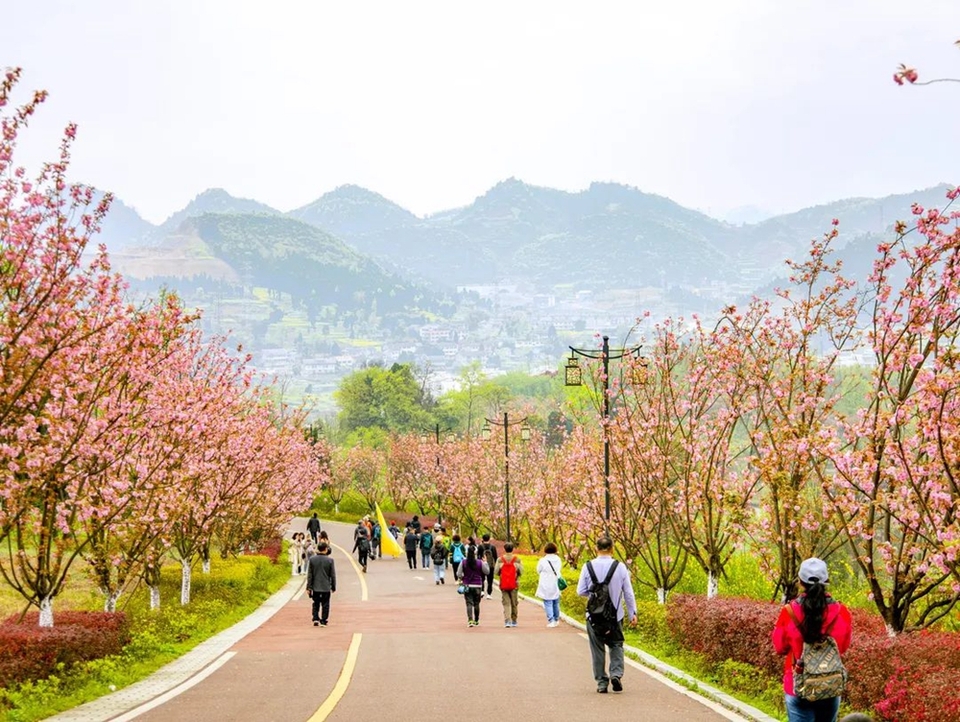 【多彩贵州•花漾中国】贵州遵义：“春日寻芳”踏青赏花好去处_fororder_微信图片_20230315115008