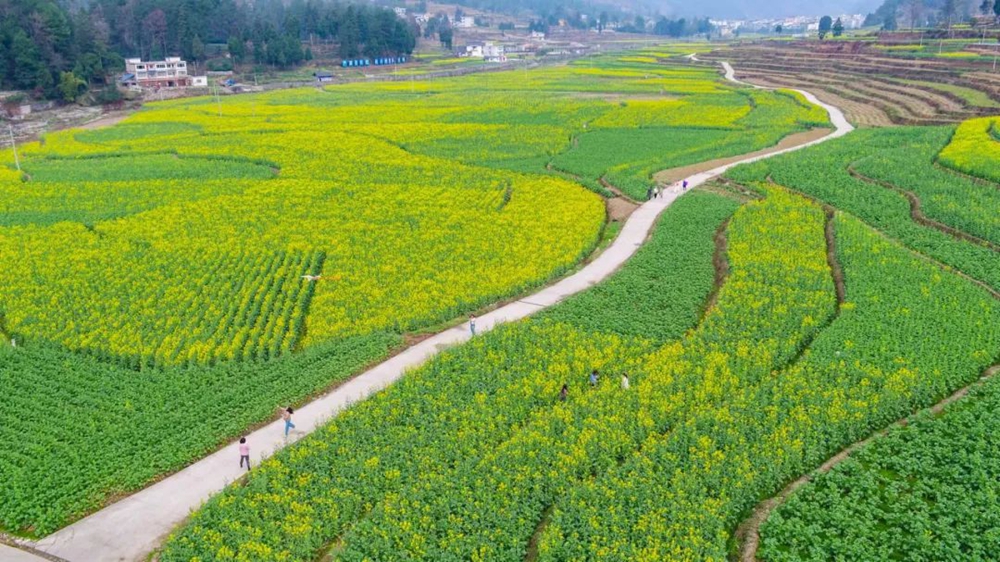 【多彩贵州•花漾中国】贵州遵义：“春日寻芳”踏青赏花好去处_fororder_微信图片_20230315115228