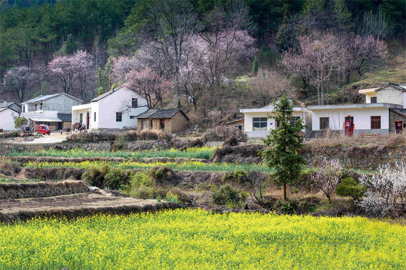 【春日“豫”新景】信阳新县：杏花盛开俏争春 美丽乡村入画来_fororder_“杏花村”里好风光 （蒋仑 摄）