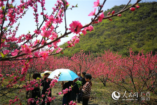 图片默认标题_fororder_阳春三月桃花开