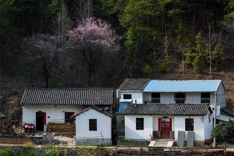 【春日“豫”新景】信阳新县：杏花盛开俏争春 美丽乡村入画来_fororder_杏花点缀下的小院，干净、整洁、惬意。（蒋仑 摄）