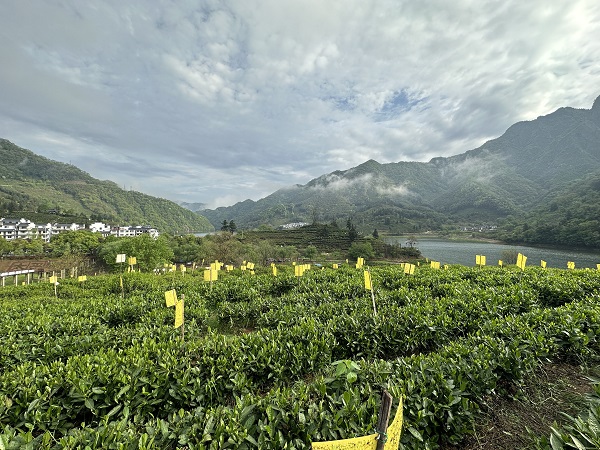 第十七届太平猴魁茶文化旅游节正式开幕_fororder_3