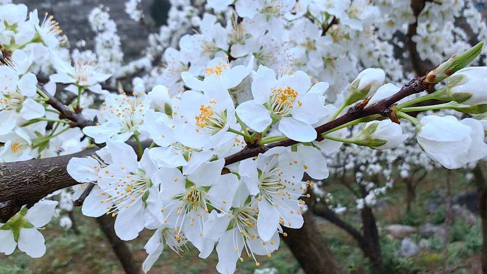 贵州修文蜈蚣桥村：千亩李花绽放如雪_fororder_微信图片_20230316160957