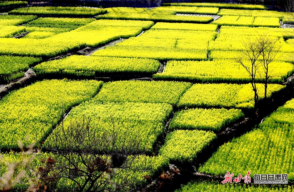 【轮播图】甘肃：丹堡河畔油菜花开 文县山乡移步皆画_fororder_00301697272_42d68c6c