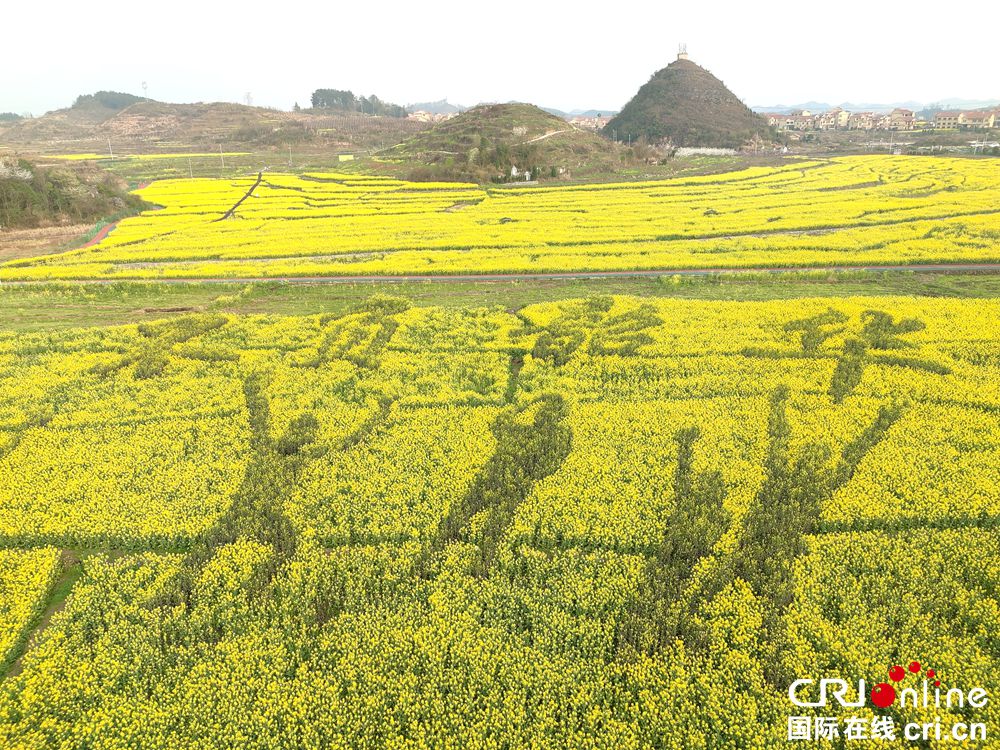 【多彩贵州·花漾中国】安顺平坝：昊禹油菜花海春色美如画_fororder_6378d7690d2076444bf2cf3bde7b297