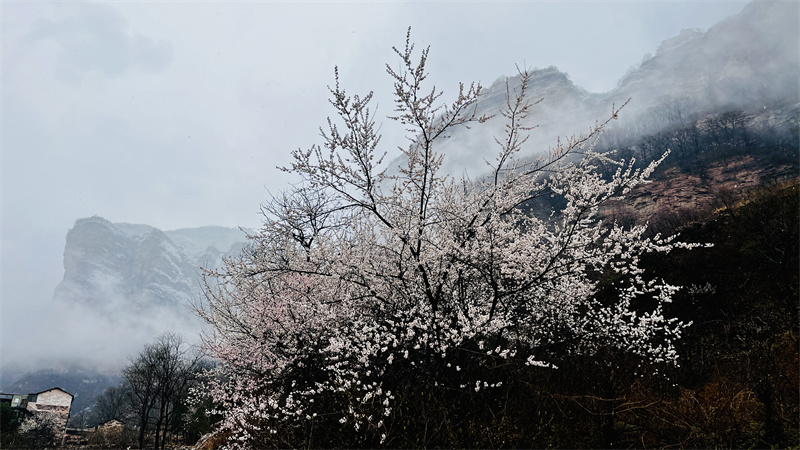 【原创】安阳林州：太行大峡谷喜降桃花雪_fororder_2f8e393cad1d244dfef713d390a24c5