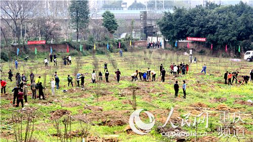 【聚焦重庆】重庆大学开展公益植树活动 师生共建绿色校园