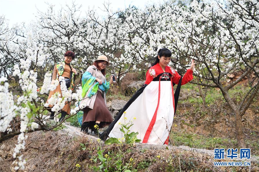 【渝情渝景】重庆：千树万树李花开