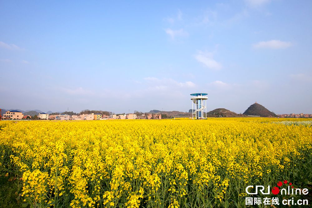 【多彩贵州·花漾中国】安顺平坝：昊禹油菜花海春色美如画_fororder_平坝昊禹油菜花基地美景 (3)  摄影  杨展凌