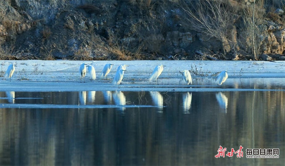 【轮播】酒泉金塔湿地天鹅起舞春意浓_fororder_6