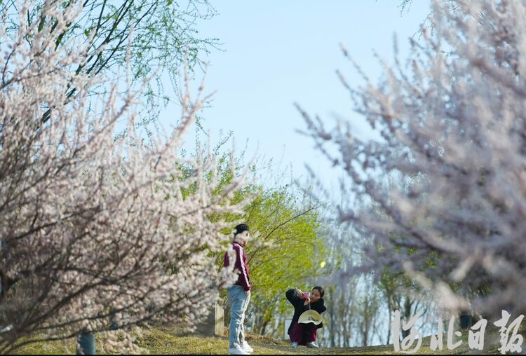 【中首】河北石家庄：滹沱河畔春光美