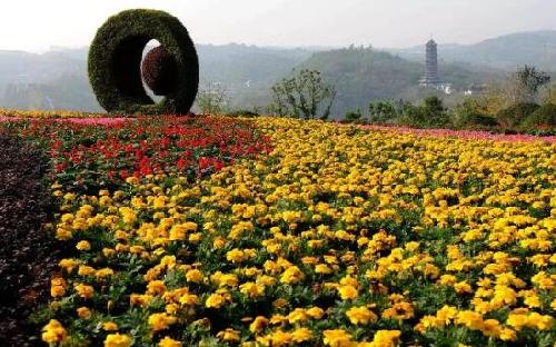 【行游巴渝 图文】说走就走 重庆这些赏花地轻轨直达