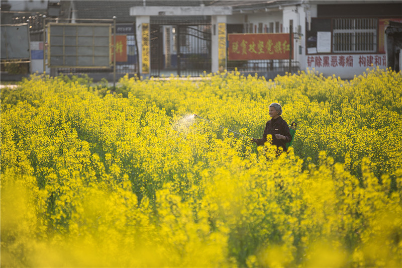 信阳市新县：油菜花开 乡村如画_fororder_人勤春早  蒋仑  摄