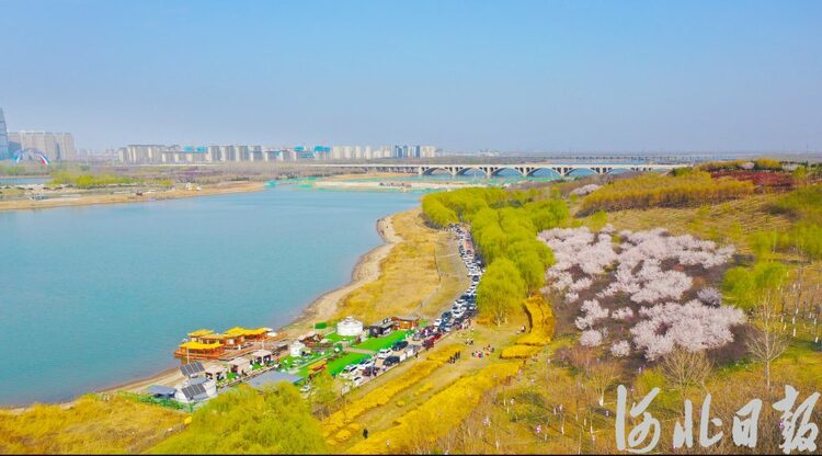 【中首】河北石家庄：滹沱河畔春光美