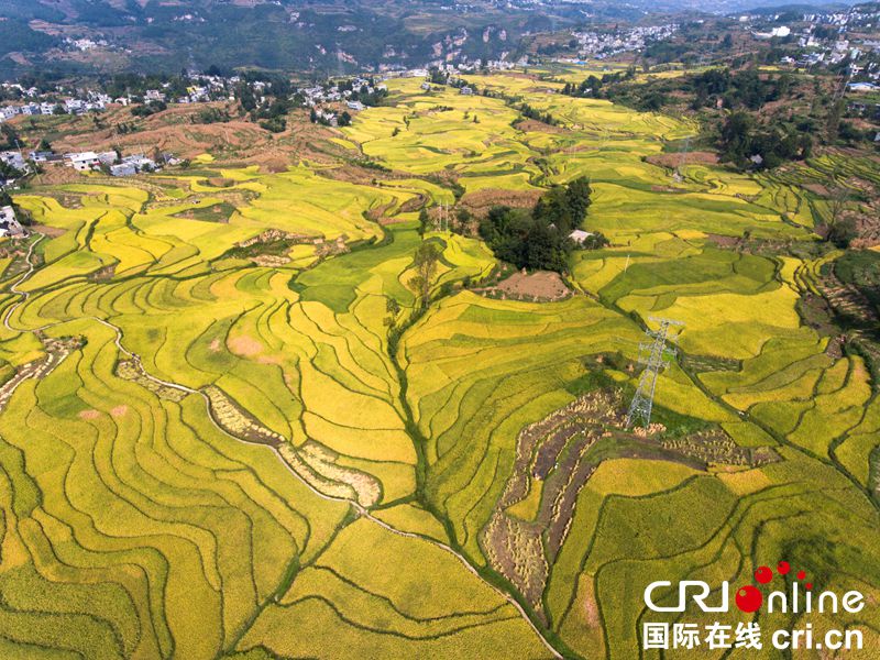 贵州大方：水稻金黄梯田美（组图）