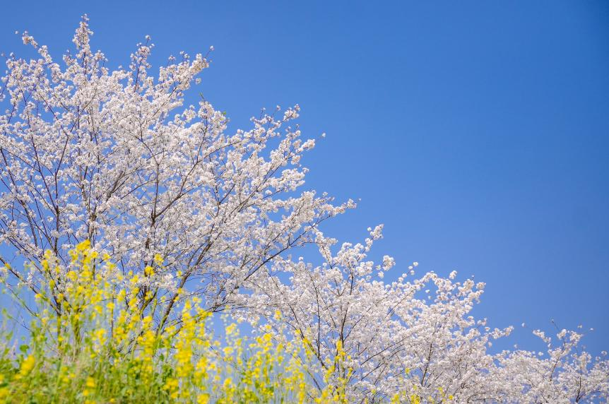 合肥蜀山：樱花绽放 邂逅春天_fororder_图片3