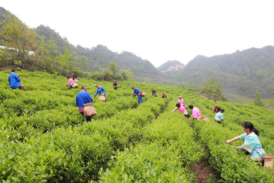 广西灵川：春日好风光 春茶采盈筐_fororder_图片10