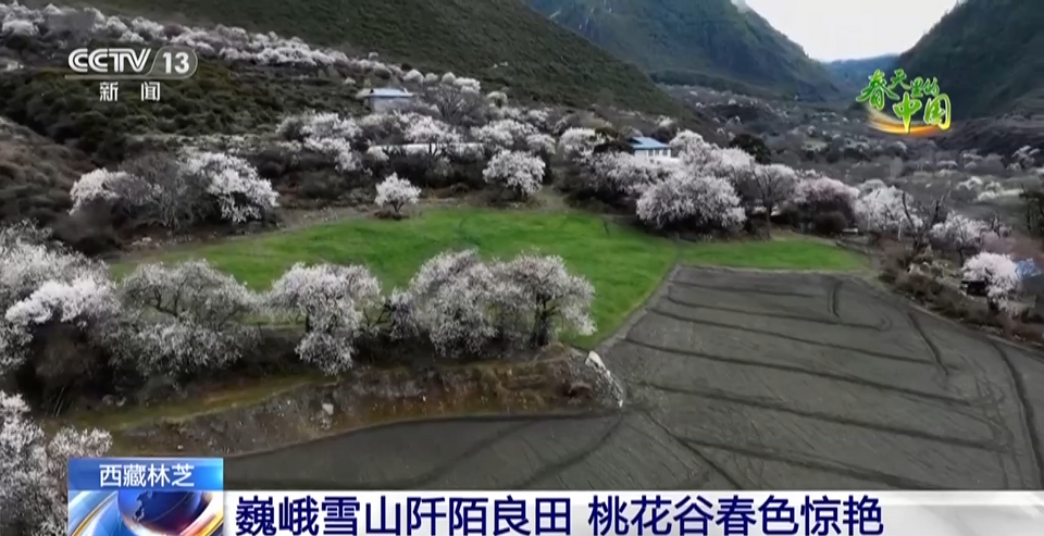 西藏林芝：巍峨雪山阡陌良田 桃花谷春色惊艳