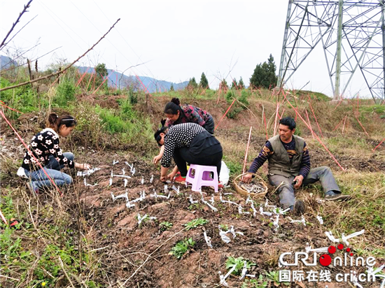 已过审【区县联动】【武隆】早春到 武隆祥宇农业吹响春耕生产“集结号”【区县联动 列表】武隆祥宇农业吹响春耕生产“集结号”