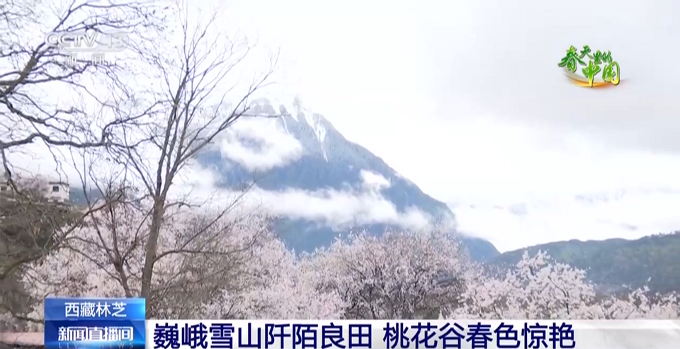 西藏林芝：巍峨雪山阡陌良田 桃花谷春色惊艳