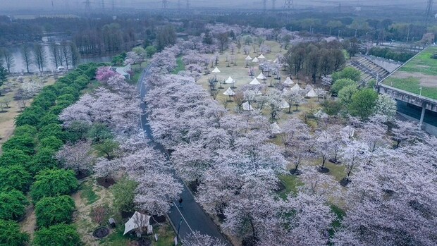 【文化旅游-滚动图】上海辰山植物园染井吉野花进入最佳观赏期