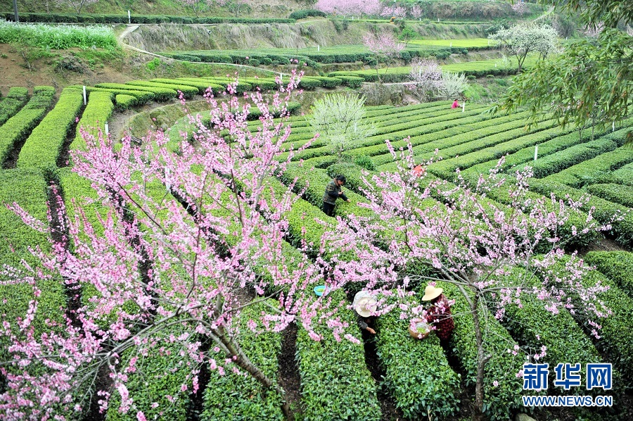 湖北宜昌：春花相伴采茶忙