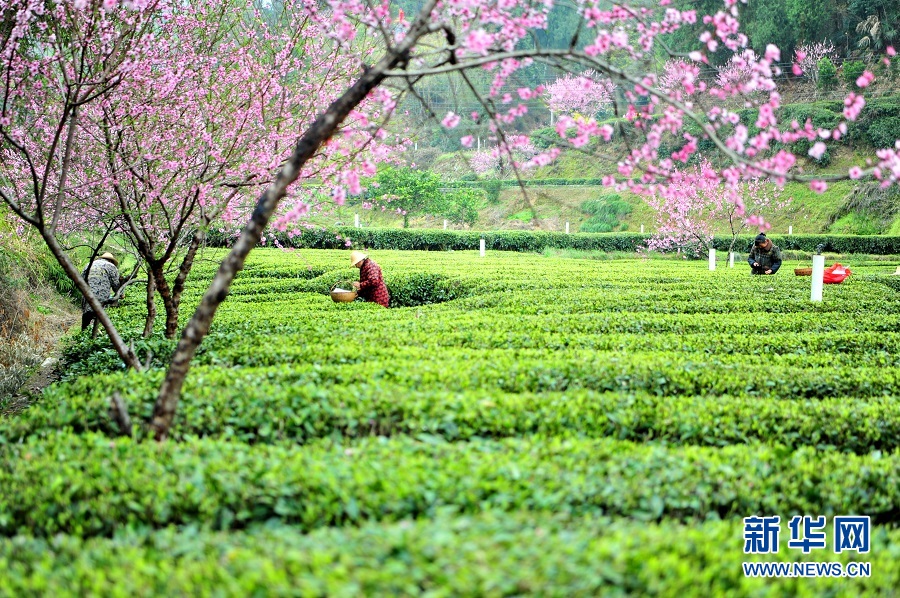 湖北宜昌：春花相伴采茶忙