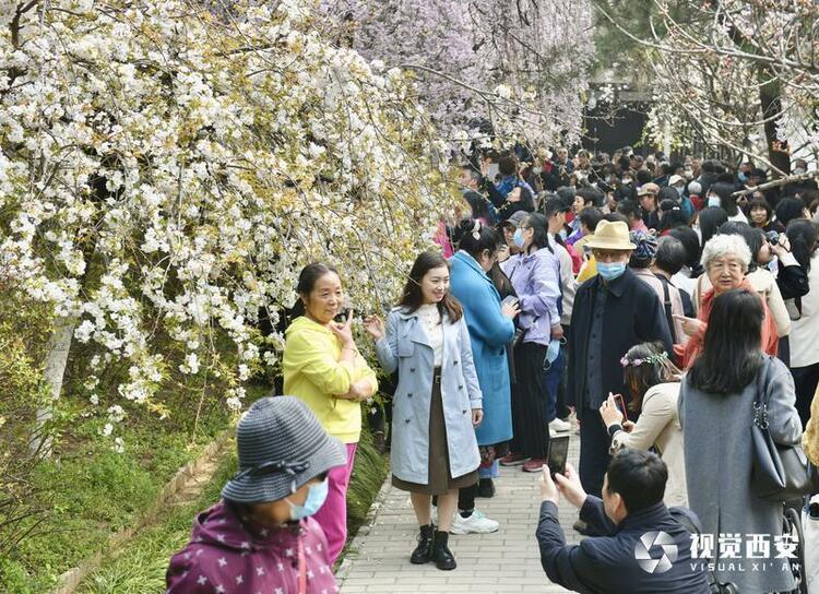 第七届雁塔国际樱花节浪漫来袭