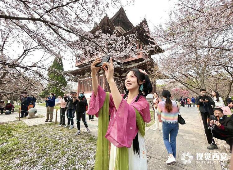 第七届雁塔国际樱花节浪漫来袭