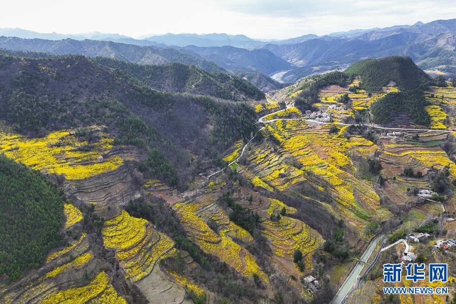 连翘花开 春满群山