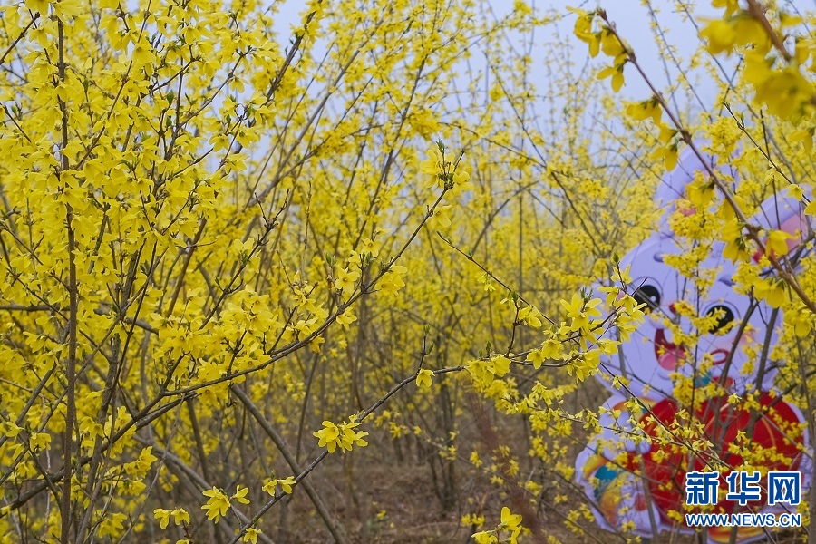 连翘花开 春满群山