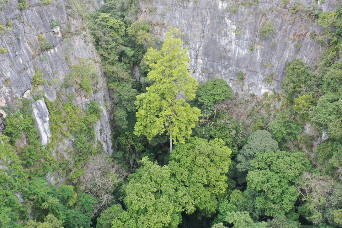 广西弄岗保护区上“新”又登“高” 生物多样性持续向好_fororder_19