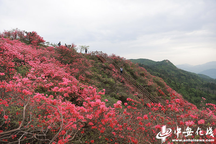 六安太平山：万亩野生杜鹃花海“带红”乡村游_fororder_W020230419809426633168