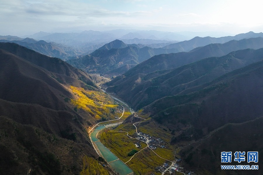 连翘花开 春满群山