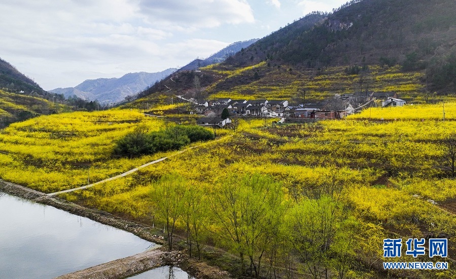 连翘花开 春满群山