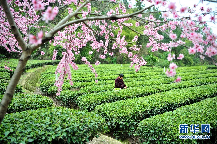 湖北宜昌：春花相伴采茶忙