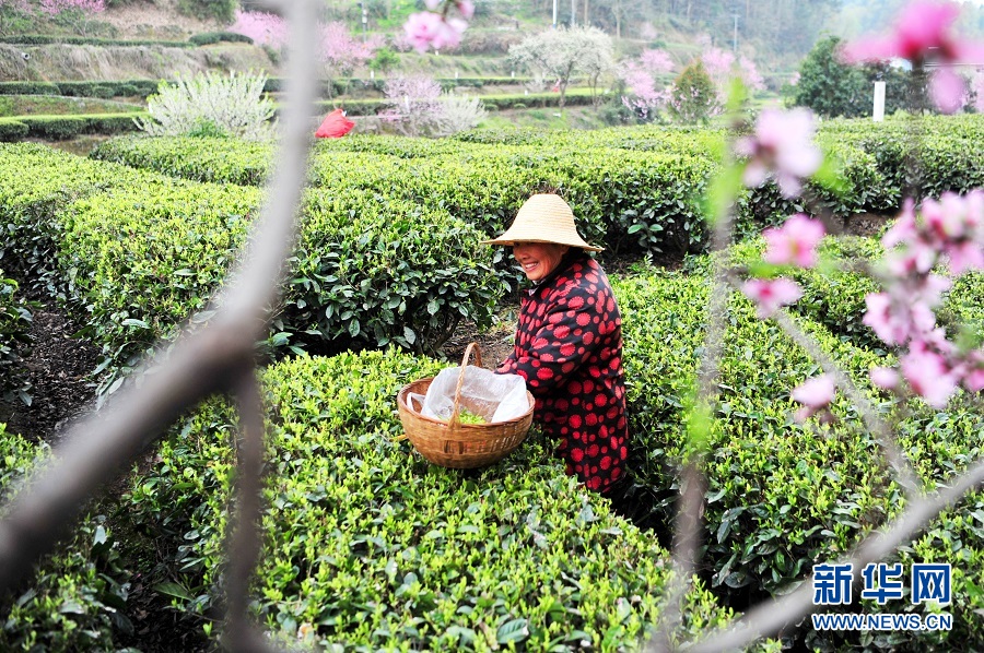 湖北宜昌：春花相伴采茶忙